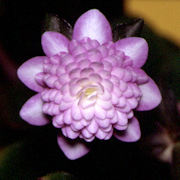 Hepatica japonica Shizuka