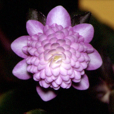 Hepatica japonica Shizuka
