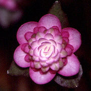 Hepatica japonica Sousyunka