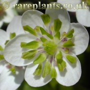 Hepatica japonica Tamakujyaku