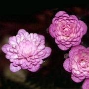 Hepatica japonica Tamamusi