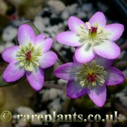 Hepatica japonica Tenjinbai