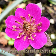 Hepatica japonica Tenjyu