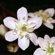 Hepatica japonica Tennyonomai