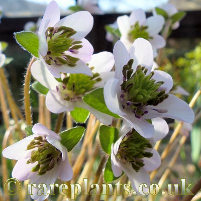 Hepatica japonica Tinkinsyo