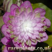 Hepatica japonica Touen