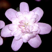 Hepatica japonica Tougen