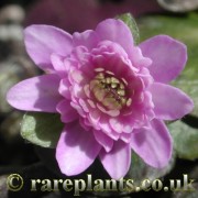 Hepatica japonica Toukou