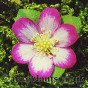 Hepatica japonica Tsumabeni