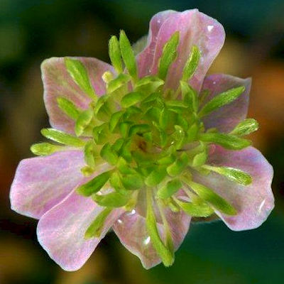Hepatica japonica Usui