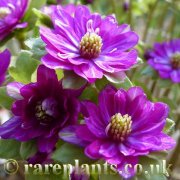 Hepatica japonica Yaegoromo