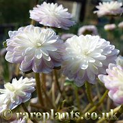 Hepatica japonica Yuki Warabe