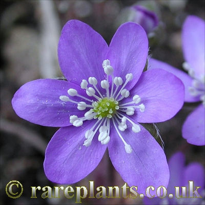 Hepatica nobilis Blue