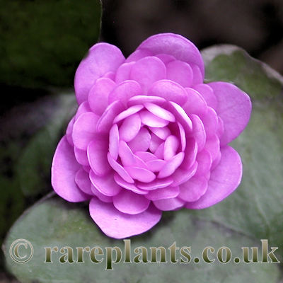 Hepatica nobilis rubra plena