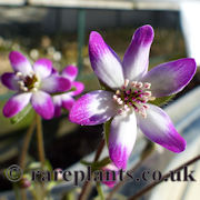 Hepatica pubescens Hohobeni