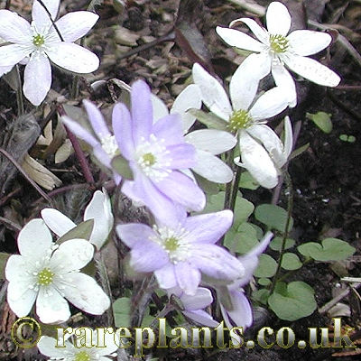 Hepatica pyrenaica