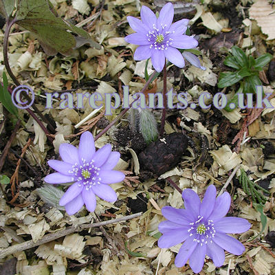 Hepatica transsilvanica Buis Strain