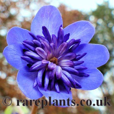 Hepatica transsilvanica Elison Spence