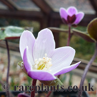 Hepatica yamatutai