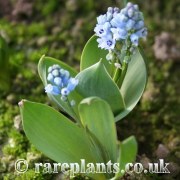Hyacinthella acutiloba