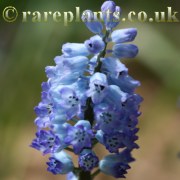 Hyacinthella dalmatica grandiflora