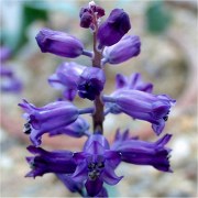 Hyacinthella heldreichii