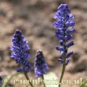 Hyacinthella lazulina