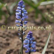 Hyacinthella leucophaea