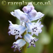 Hyacinthella nervosa