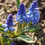 Hyacinthellia sp Georgia