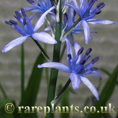 Hyacinthoides flahaultiana