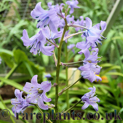 Hyacinthoides hispanicus
