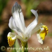 Iris Oriental Ornament