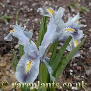 Iris Sindpers