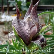 Iris acutiloba Gobustanin