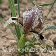 Iris acutiloba