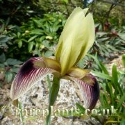 Iris afghanica
