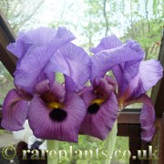 Iris antilibanotica