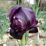 Iris assadiana