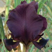 Iris atropurpurea