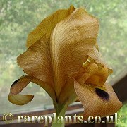 Iris auranitica