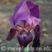 Iris barnumae barnumae