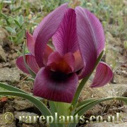 Iris barnumae protonyma Khoy