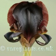 Iris bostrensis