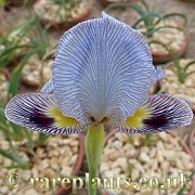Iris camillae Tovuz