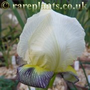 Iris camillae Whitish standards
