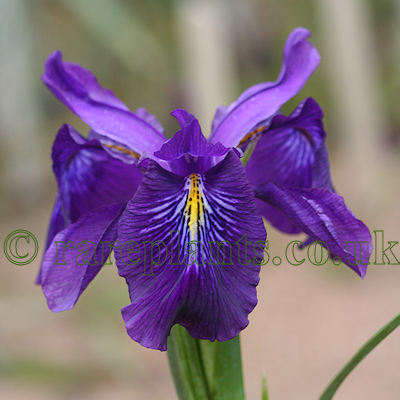 Iris cycloglossa X aucheri dark form