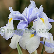 Iris cycloglossa X aucheri pale form