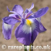 Iris cycloglossa