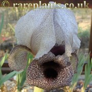 Iris damascena